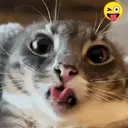 Կպչուն պիտակ