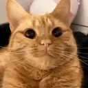 Կպչուն պիտակ