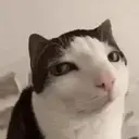 Կպչուն պիտակ