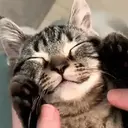 Կպչուն պիտակ