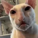 Կպչուն պիտակ