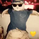 Կպչուն պիտակ