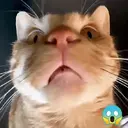 Կպչուն պիտակ