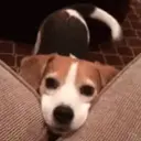 স্টিকার