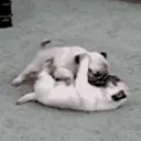 স্টিকার