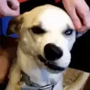 স্টিকার