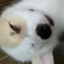 স্টিকার